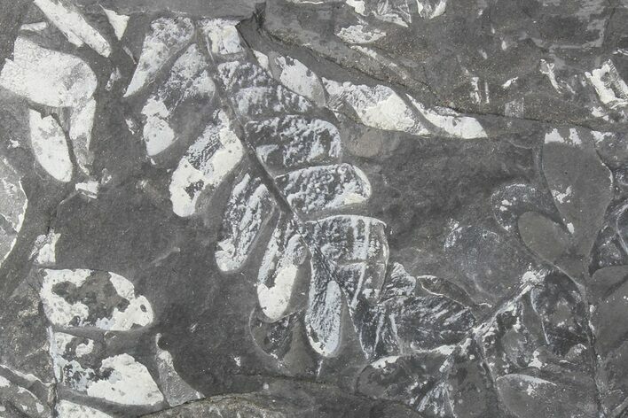Wide Fossil Seed Fern Plate - Pennsylvania #73142